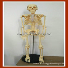 85cm menschliches Anatomie-Skeleton Modell für Ausbildung